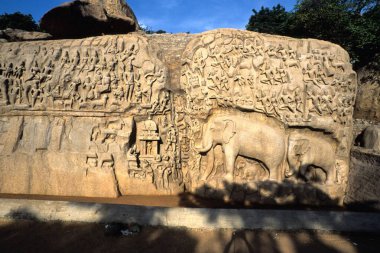 Bas relief Arjunas 'ın kefareti, Mahabalipuram Mamallapuram, Tamil Nadu, Hindistan