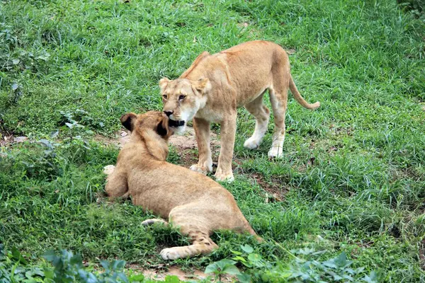 Lioness Panthera Leo Cub Guwahati Zoo Assam India — Stock Photo, Image