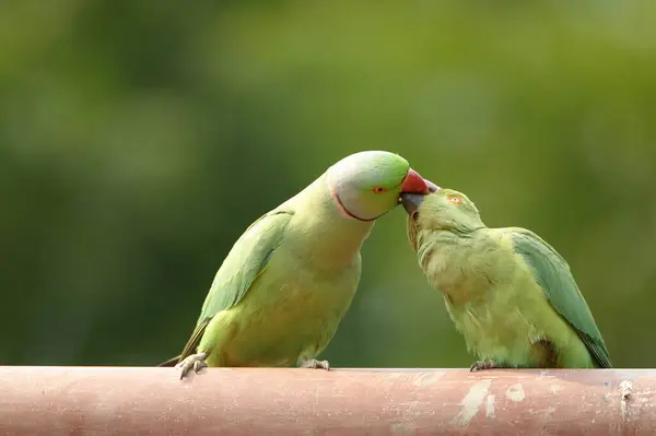 stock image Birds, Mating ritual of Rose ringed Parakeets Psittacula krameri, Ranthambore Tiger Reserve National Park, Rajasthan, India 