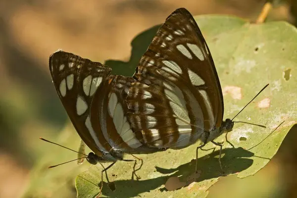 stock image Insect, mating butterflies on green plant