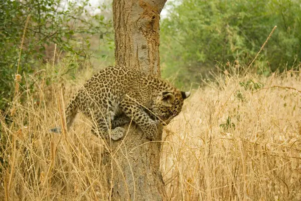 Big Cat Baby Young Leopard Cub Panthera Pardus Climbing Tree — Stock Photo, Image