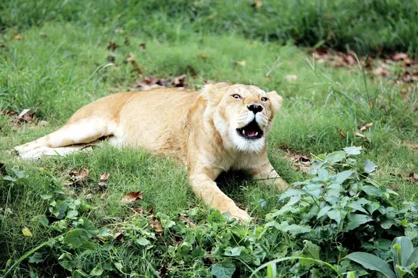 Lioness Panthera Leo Yawning Guwahati Zoo Assam India — Stock Photo, Image
