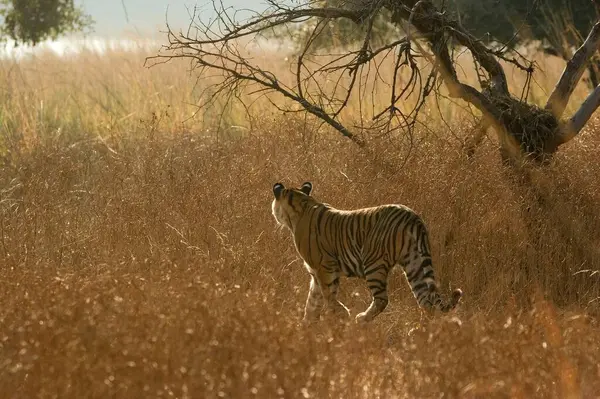 Tiger Panthera Tigris Searching Prey Ranthambore National Park Rajasthan India — Stock Photo, Image