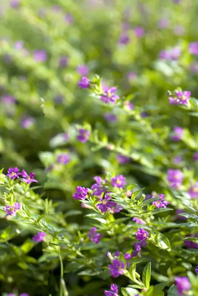 stock image False heather, Mexican heather Hedge plants pink small flowers Cuphea hyssopifolia Kunth, Synonym: Parsonsia hyssopifolia, Cuphea carthaginensis 