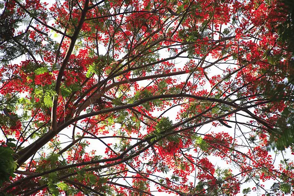 Yeşil yapraklar ve gül ağacı delonix regia, Grant Road, Bombay Mumbai, Maharashtra, Hindistan 