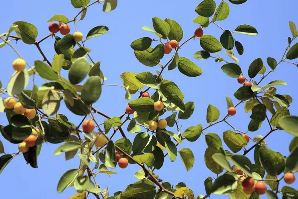 stock image Fruits, jujube ziphus mauritiana chinese date raw and ripe with leaves on branches 