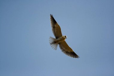 Bird flying in blue sky , Ranthambore National Park , Rajasthan , India clipart