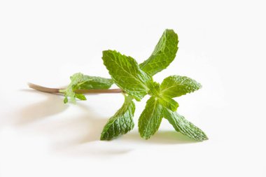 Hint baharatı, taze nane beyaz arka planda Pudina Mentha 'dan çıkar. 