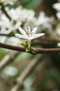 Kahve bitkilerinin beyaz çiçekleri Botanik adı Coffee arabica, Kerala, Hindistan