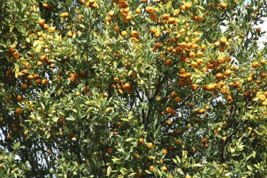 Portakallar ağaçta, Citrus reticulata Clementin Rutaceae Periyar Vahşi Yaşam Sığınağı, Thekkady, Kerala, Hindistan yolunda.