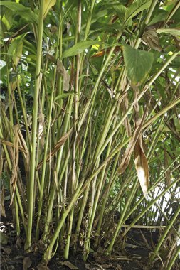 Spices, cardamom elettaria cardmomum plants, Thekkady Thekkadi, Dist Idukki, Kerala, India  clipart