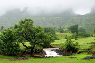 Manzara, dağ deresi, Nasik, Maharashtra, Hindistan