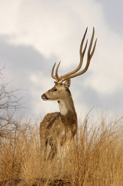 Mağarada taş heykeller yok. 4, Ajanta, Aurangabad, Maharashtra, Hindistan 