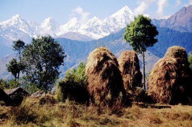 Panchuli Himalayas mountain range from Munsyari village , height 2290 meters , Uttaranchal , India clipart