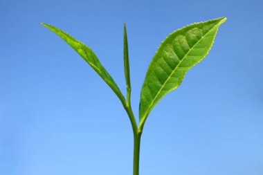 Çay yaprakları kamelya sinensis, Thekkady in Idukki, Kerala, Hindistan