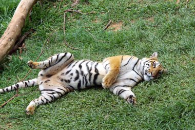 Bengal kaplanı Panthera tigris Guwahati hayvanat bahçesinde neşeli bir ruh hali içinde, Assam, Hindistan 
