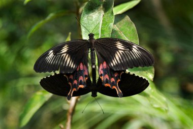Kelebeklerin ortak Mormon çiftleşmesi Bannerghatta Bangalore Karnataka Hindistan Asya Parkı 
