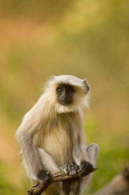 Langur presbytis entellus, Ranthambore Ulusal Parkı, Rajasthan, Hindistan