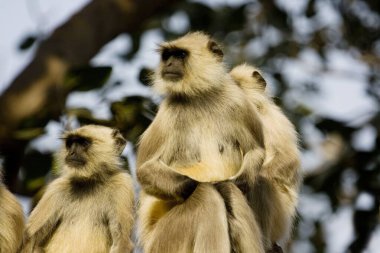 Common Langur Presbytis entellus , Ranthambore National Park , Rajasthan , India clipart