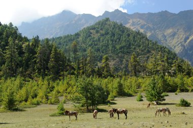 Dağlardaki atlar manzara, Nepal doğası 
