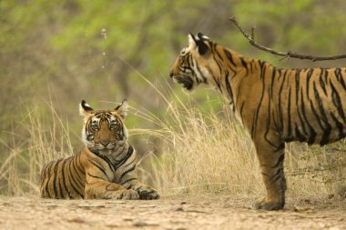 Kaplan Panthera Bengal Kaplanı Ranthambore Kaplan Koruma Ulusal Parkı, Rajasthan, Hindistan
