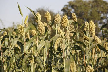 Tahıllar, yakın çekim Jawar jawari sorghum tarlasında, Maharashtra, Hindistan 