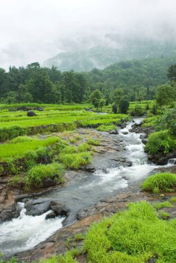 Muson nehirlerindeki Malshej manzarası Bhima, Malshej ghat, Maharashtra, Hindistan 'da birleşiyor.