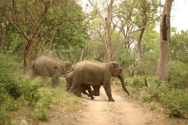 Asiatic Elephant Elephas maximus family crossing path , Corbett Tiger Reserve , Uttaranchal , India clipart