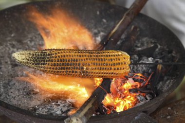 Golden corns, maize kept on coal fire clipart