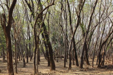 Hindistan ormanlarında sıra sıra ağaçlar