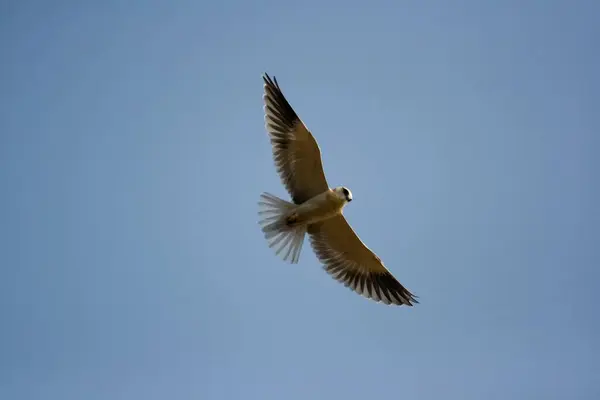 stock image Bird flying in blue sky , Ranthambore National Park , Rajasthan , India