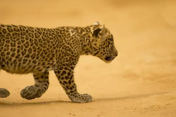 Big Cat Baby Young Leopard Cub Panthera Pardus Ranthambore National — Stock Photo, Image
