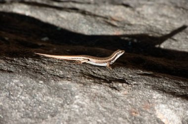 Altın Vadi 'de kayalık kertenkele, Ponmudi, Kerala, Hindistan  