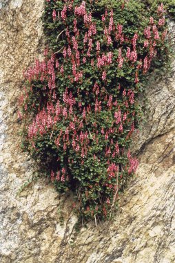 Roses Carpet Knotweed Bistorta vaccinifolia Polygonum vaccinifolium clipart