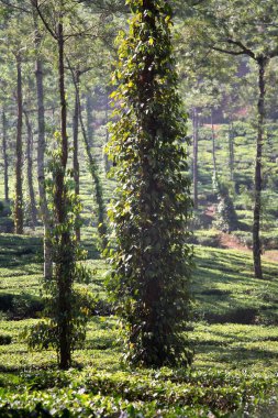 Çay bahçesi; Periyar yakınlarında kara biberli ağaçlar; Kerala; Hindistan