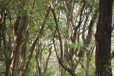 Sanjay Gandhi Ulusal Parkı, Borivali, Bombay Mumbai, Maharashtra, Hindistan 'da ağaçlar