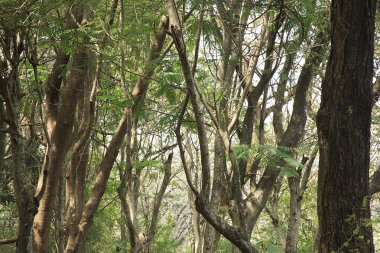 Trees in Sanjay Gandhi National Park, Borivali, Bombay Mumbai, Maharashtra, India clipart