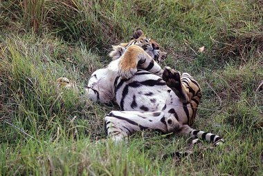 Tiger taking rest Panthera tigris , Bandhavgarh National Park, Madhya Pradesh, India clipart