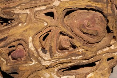 Fosilleşmiş taş formu, vithon, kutch, gujarat, Hindistan 