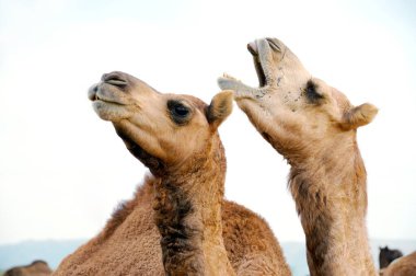 Rajasthan, Hindistan 'daki Rajasthan fuarında develer 