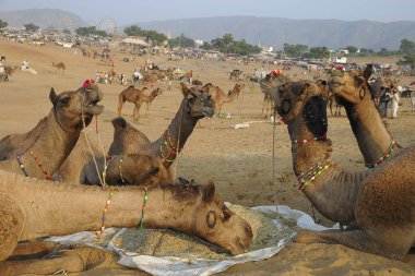 Pushkar Fair, Rajasthan, Hindistan 'da ot yiyen develer. 