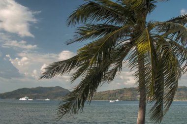 Hindistan cevizi ağacı rüzgarla savruldu Deniz, Hindistan, Asya