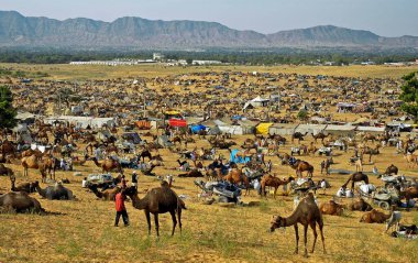 Develer ve diğer sığırlar, Pushkar, Rajasthan, Hindistan