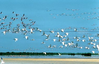 Lesser flamingos spoonbills and Caspian terns at Point Calimere; Tamil Nadu ; India clipart
