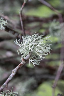 Ağaç yosunu, Skepplanda, Ale Kommun, İsveç, İskandinavya 