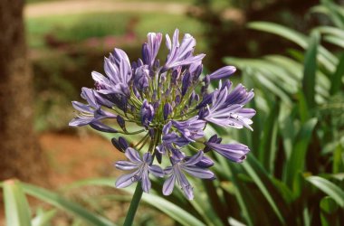 Baş Bourne Melez Agapanthus Şemsiyesi 