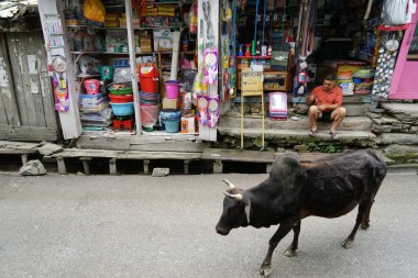 Dar sokaktaki inek, Banjar kasabası, Tirthan Vadisi, Kullu, Himachal Pradesh, Hindistan, Asya 