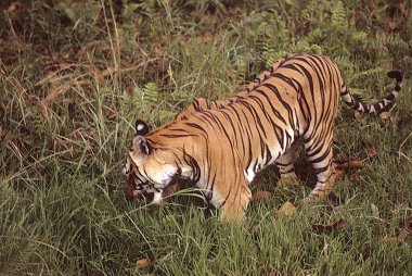 Kaplan yiyen ot (Panthera tigris), Bandhavgarh Ulusal Parkı, Madhya Pradesh, Hindistan