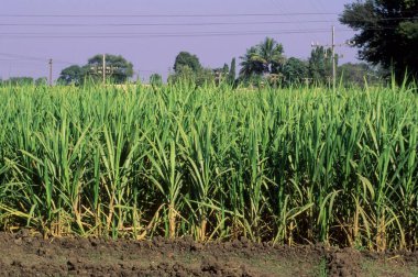 Şeker Çubuğu, Pune, Maharashtra, Hindistan