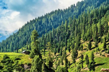 Çam ağaçları, Gurez vadisi, Bandipora, Kaşmir, Hindistan, Asya
